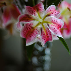 Close-up of pink flower