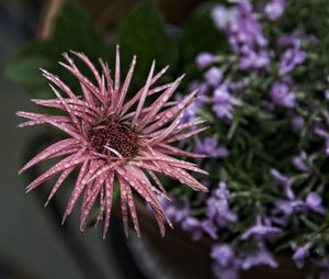 Close-up of flower