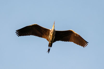 Low angle view of eagle flying against clear blue sky