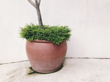 Close-up of potted plant against wall