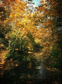 Close-up of trees with reflection in water