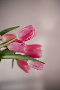 Close-up of pink rose