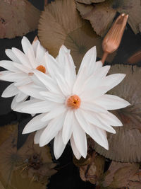 Close-up of white flowering plant