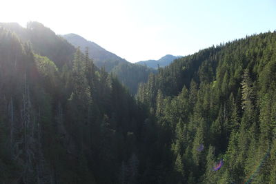 Scenic view of pine trees against sky