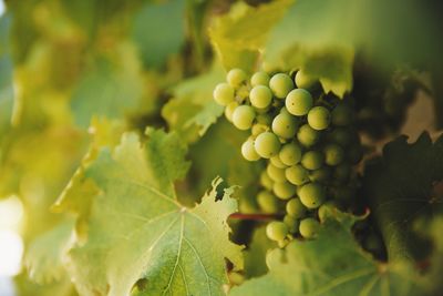 Close-up of grapes in vineyard