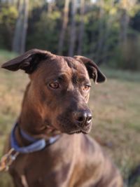 Close-up of dog