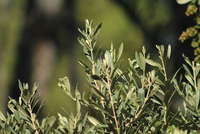 Close-up of plants growing on field