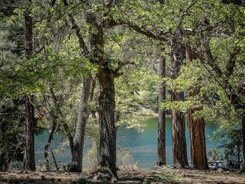 Trees growing in park