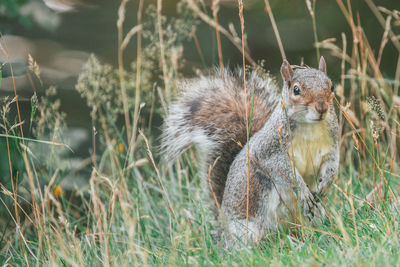 Squirrel on field