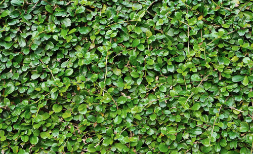 Full frame shot of ivy growing on plant