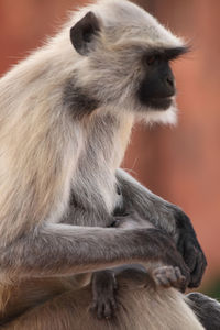 Langur feeding infant while sitting on retaining wall