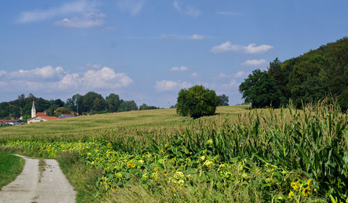 Scenic view of field against sky