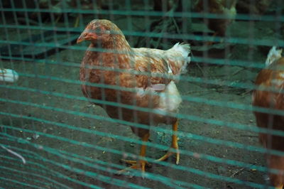 Birds in cage