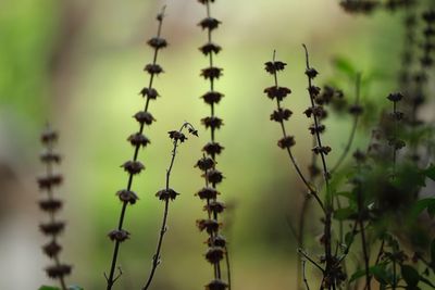 Low angle view of flowering plants against sky