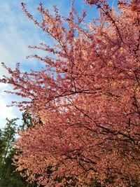 Close-up of tree against sky