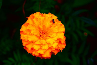 Close-up of orange marigold flower