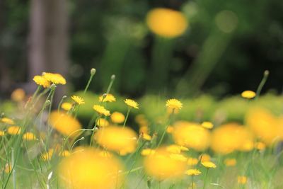 Close-up of yellow flowers blooming on field