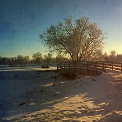 Bare trees against sky at sunset