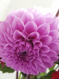 Close-up of dahlia blooming outdoors