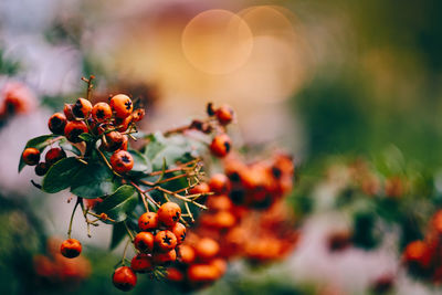 Close-up of berries growing on branch