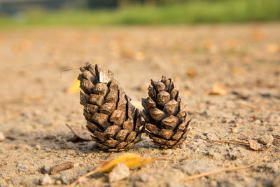 Close-up of pine cone on field