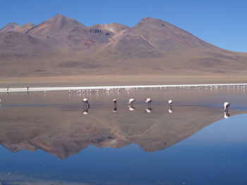 Flamingoes in lake with mountains reflection