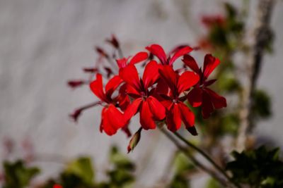 Close-up of red flowering plant