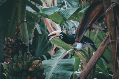 Close-up of bird on leaves