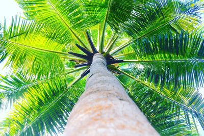 Low angle view of palm tree against sky