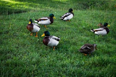 Ducks on grassy field