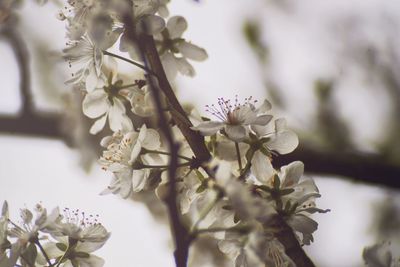 Close-up of white flowers blooming on tree