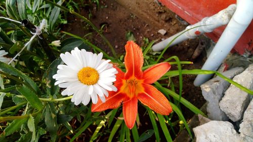 High angle view of orange flowering plant