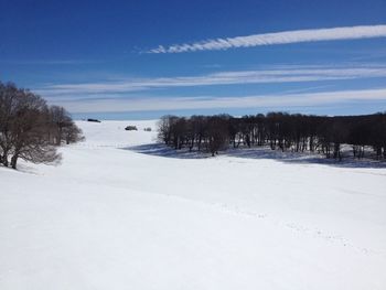 Trees on snow covered landscape