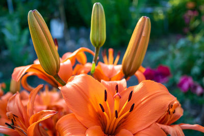 Close-up of orange lily