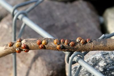 Close-up of ladybugs on stick