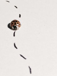 Close-up of ladybug on leaf