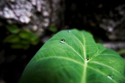 Close-up of green leaf