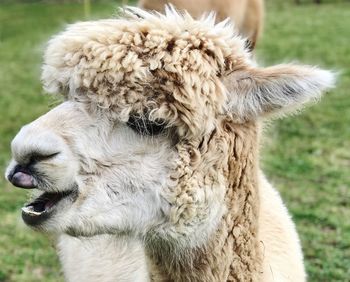 Close-up of a sheep on field