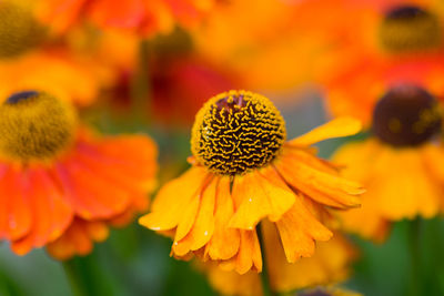 Close-up of yellow flower