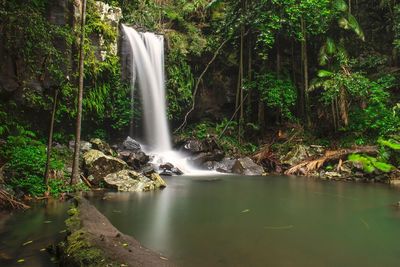 Scenic view of waterfall in forest