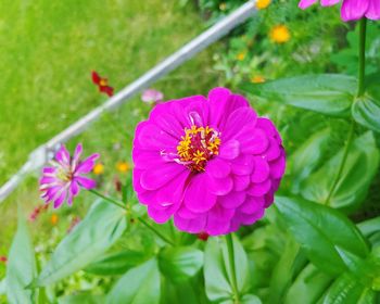 Close-up of pink flower