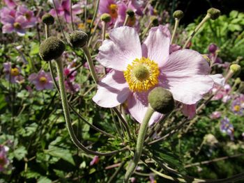 Close-up of purple flowers blooming outdoors