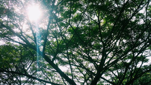 Low angle view of tree against sky