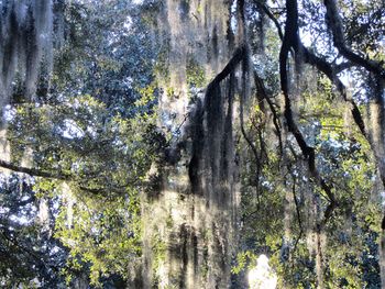 Low angle view of trees in forest