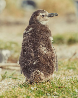 Close-up of duck on field