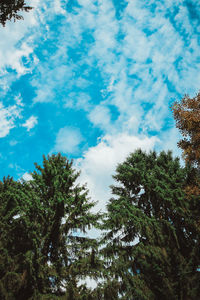 Low angle view of trees against sky