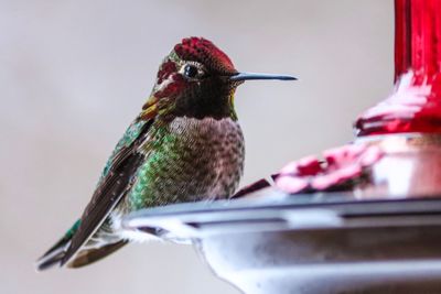 Close-up of bird perching on feeder