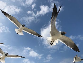 Low angle view of seagull flying against sky