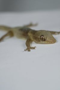 Close-up of a lizard