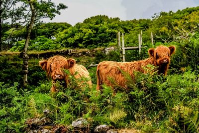 Cows in a field